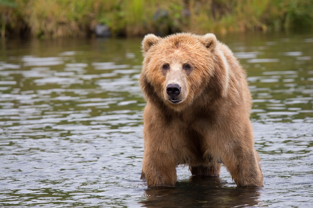 How to Keep Bears Away When Camping