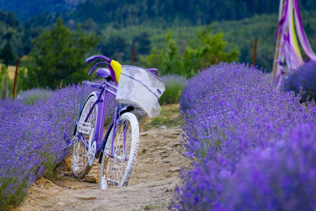 Lavender fields